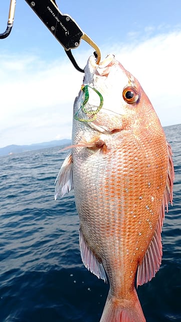 息抜きブログ「釣果はその日次第（^^）」 – 株式会社RING
